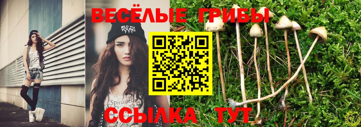 Галлюциногенные грибы GOLDEN TEACHER  Вход с VPN  Холмск  Псилоцибиновые грибы Cubensis 